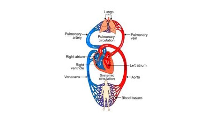 What are the types of circulation