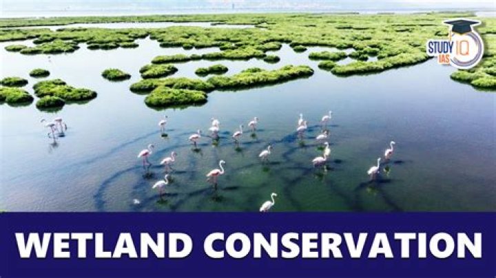 What are the uses of wetlands