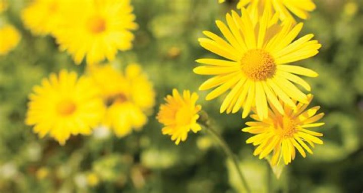 What are the yellow flowers in the grass called