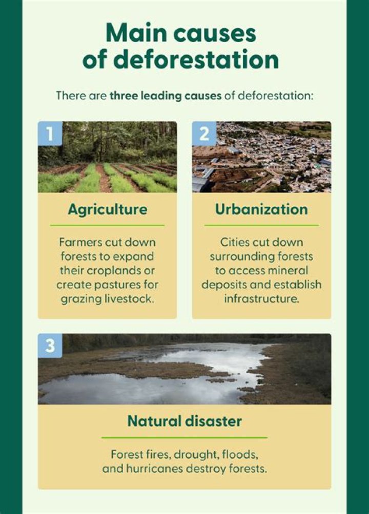 What are three main causes of deforestation?