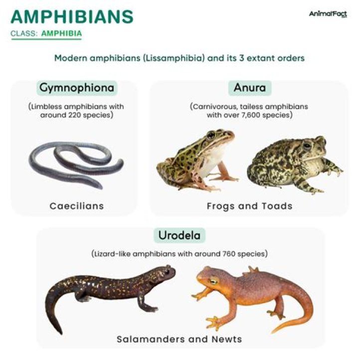 What are two reasons for the demise of the amphibian populations