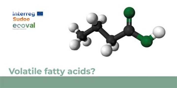 What are volatile fatty acids in horses?