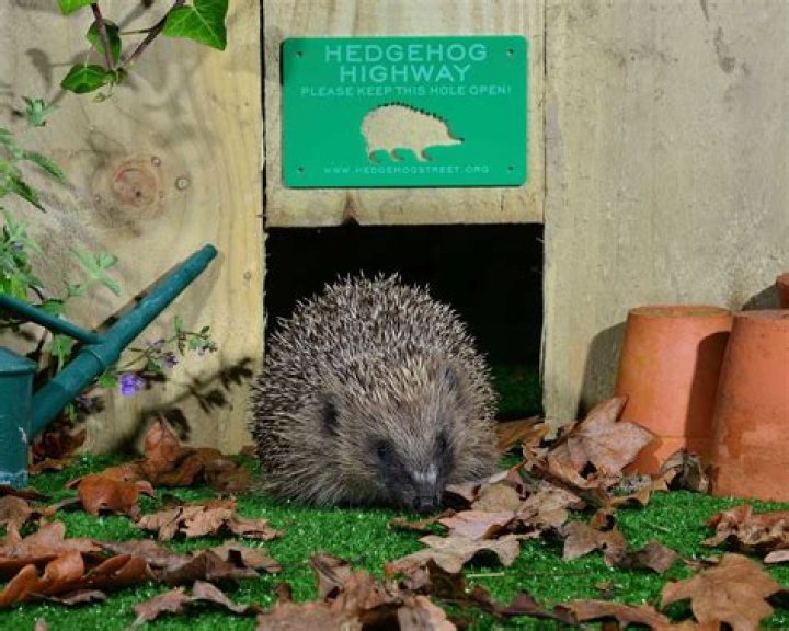 What attracts hedgehogs to your garden