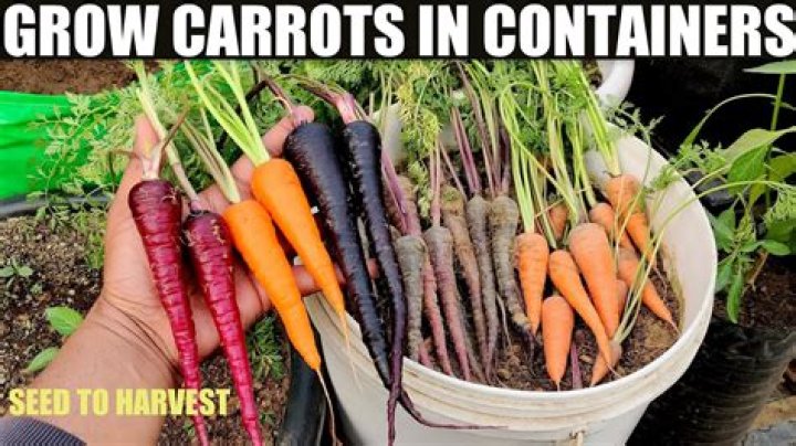 What can I grow in Sacramento