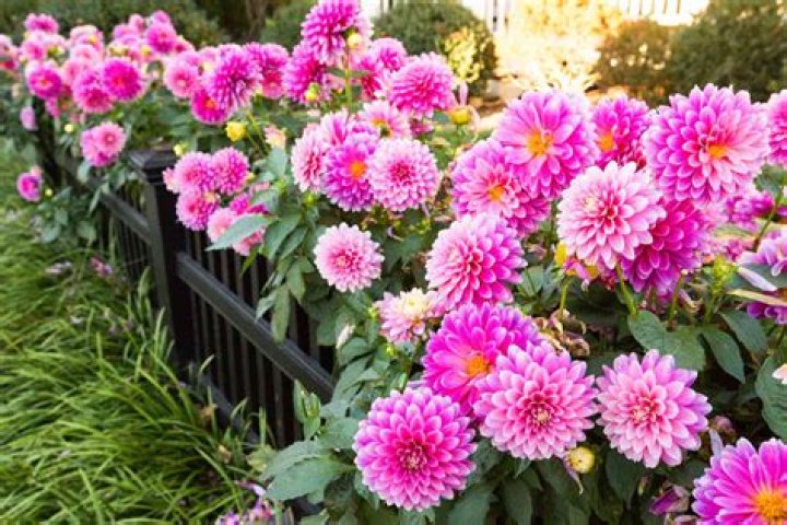 What can I plant now in Georgia