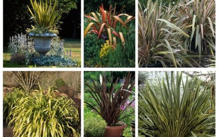 What can I plant with Phormium?