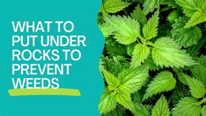 What can I put under bark to stop weeds