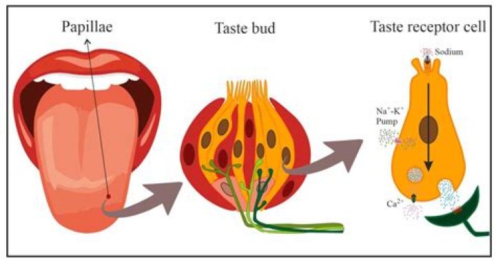 What causes a chemical taste