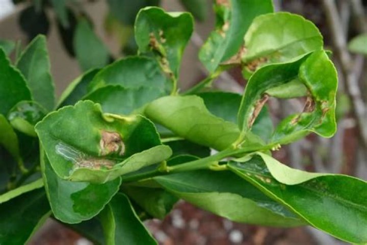 What causes brown leaves on citrus trees