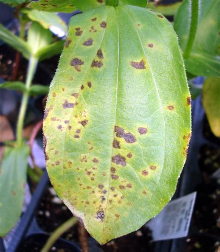 What causes brown spots on zinnia leaves?