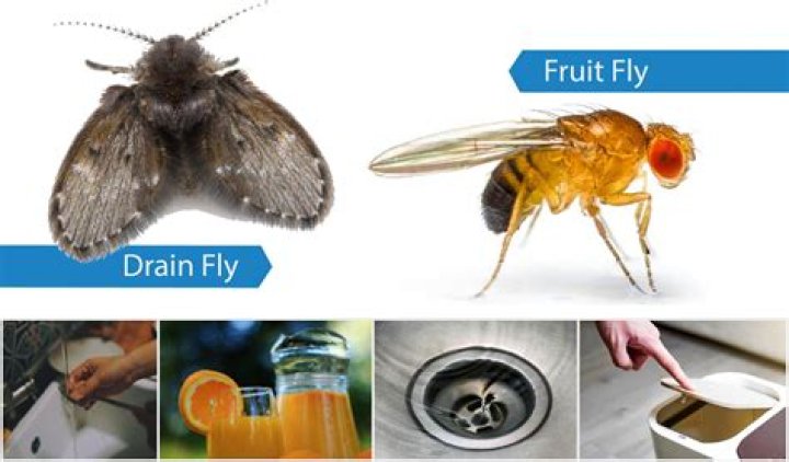 What causes fruit flies in the kitchen