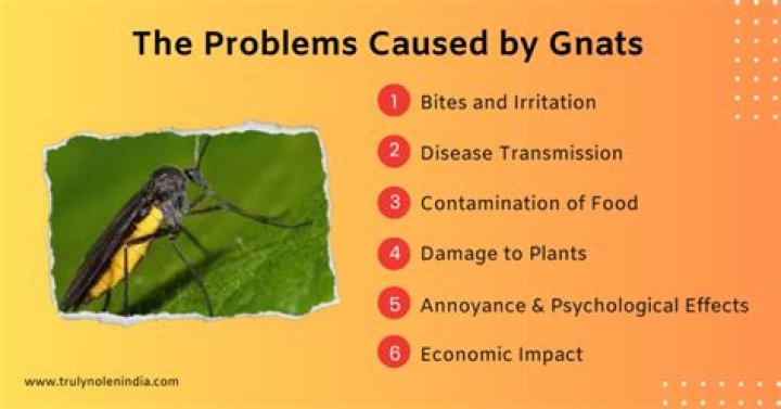 What causes gnats in your house?