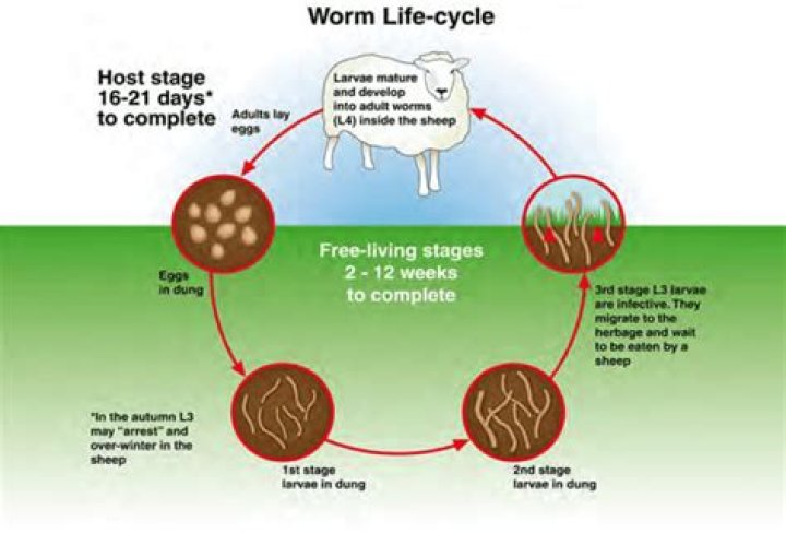 What causes Lungworm in sheep?