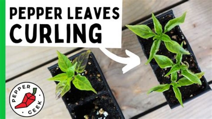What causes pepper plant leaves to curl