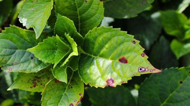 What causes purple spots on hydrangea leaves