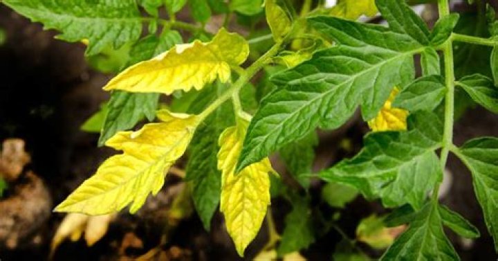 What causes tomato seedlings to turn yellow?
