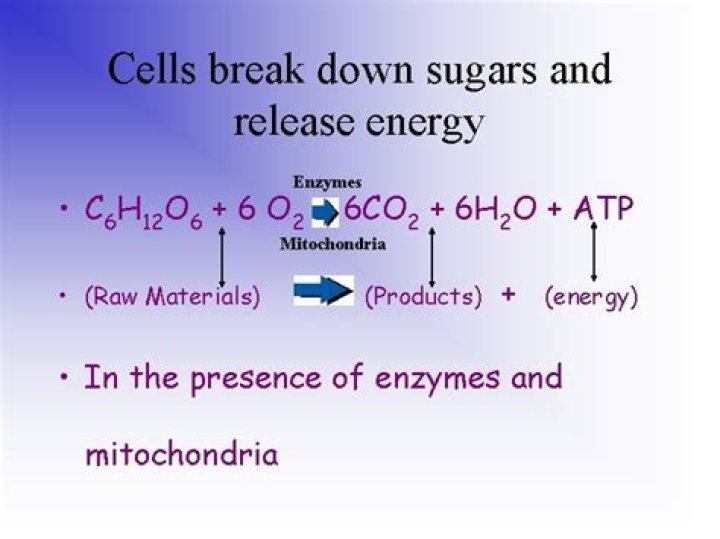 What cells break down sugars?