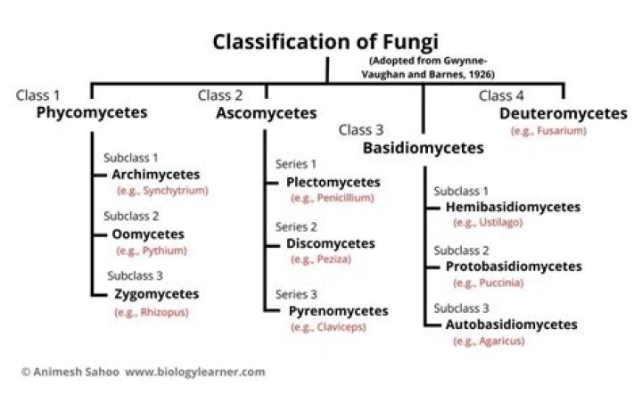What characteristic is used to classify fungi?