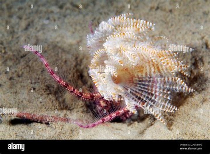 What class of annelid is entirely Marine?