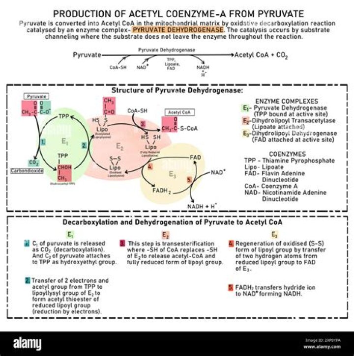 What coenzyme does b3 make