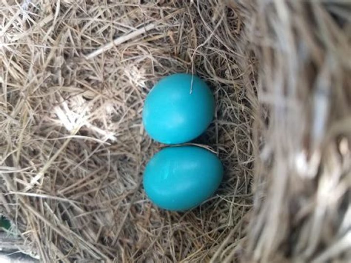 What color is a hummingbird egg