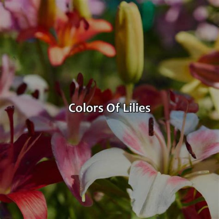 What color lilies mean