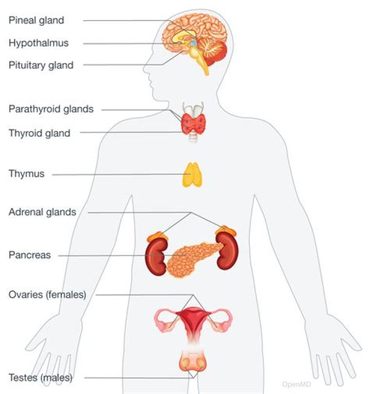 What controls the glands and the muscles of internal organs