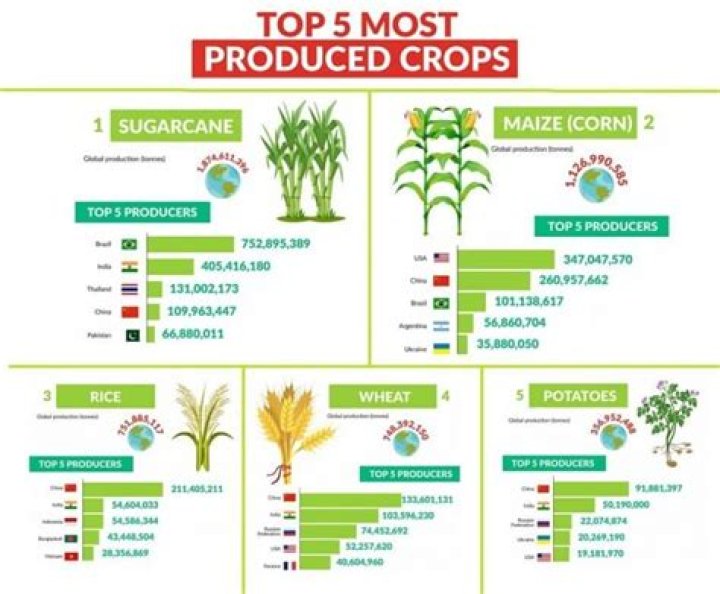 What crops were grown in the Great Depression?