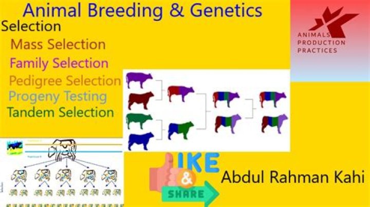 What defines animal breeding?