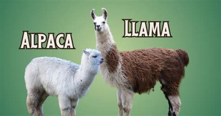 What did the Inca use llamas for?