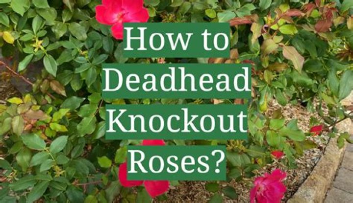 What diseases do Knockout roses get