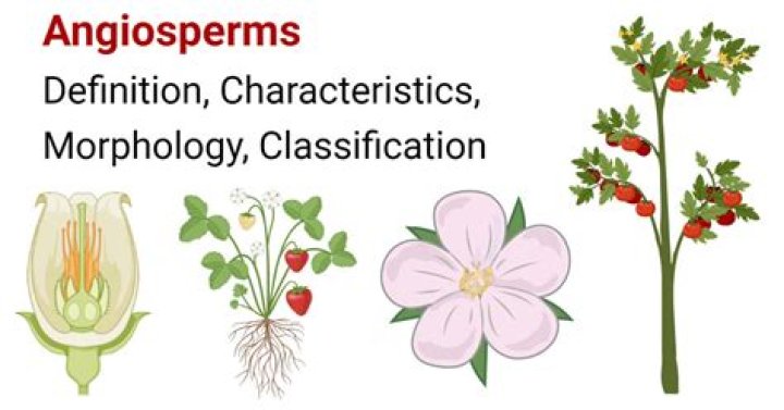 What do all angiosperms have in common?