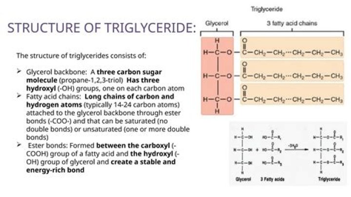 What do both triglycerides and phospholipids have in common quizlet