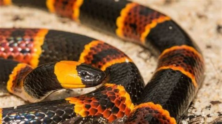 What do coral snakes eat?