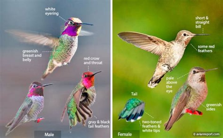 What do female hummingbirds look like