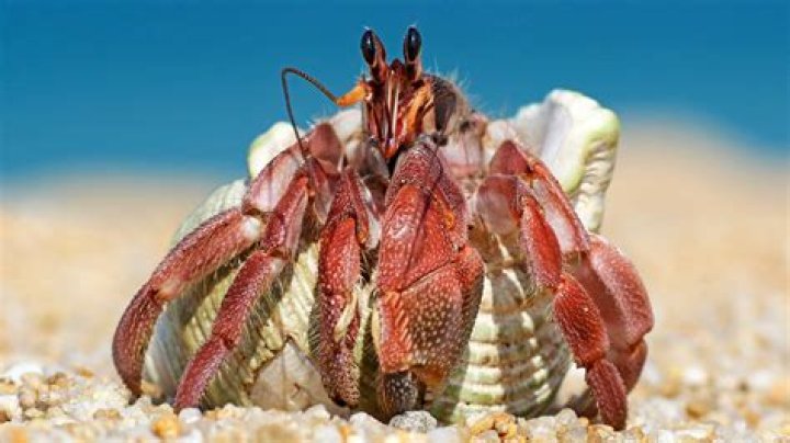 What do hermit crabs eat in captivity?