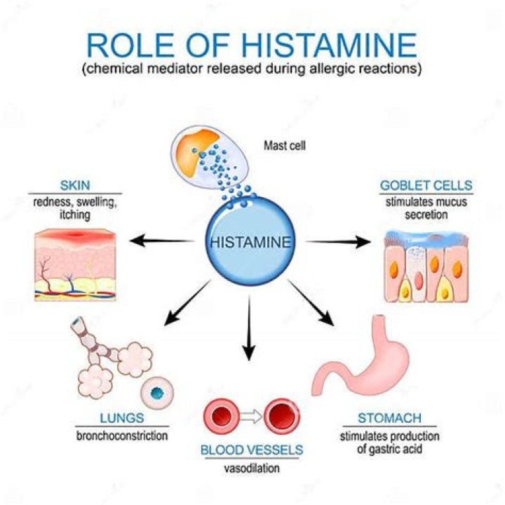 What do mast cells secrete