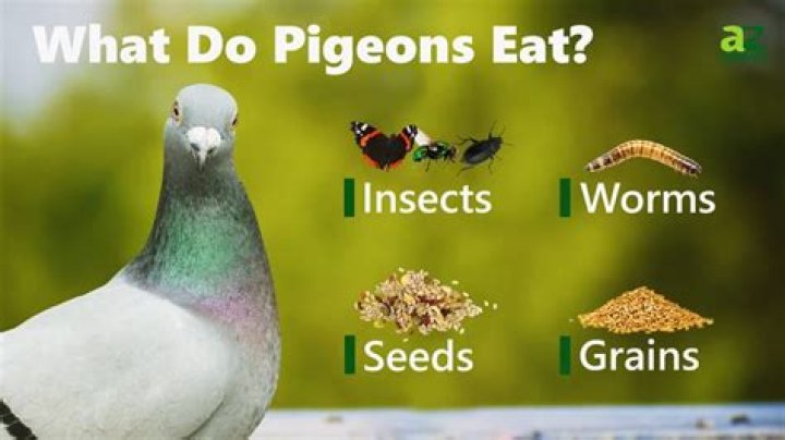 What do pigeons not eat