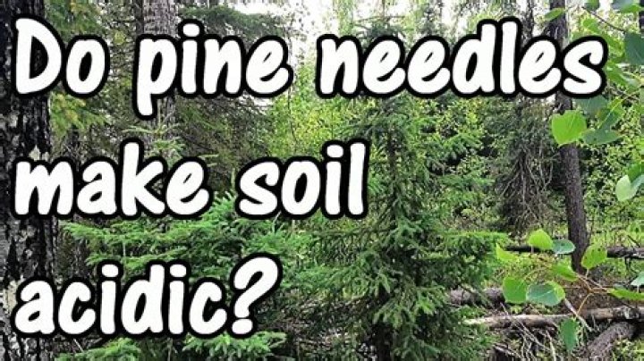What do pine needles do to soil