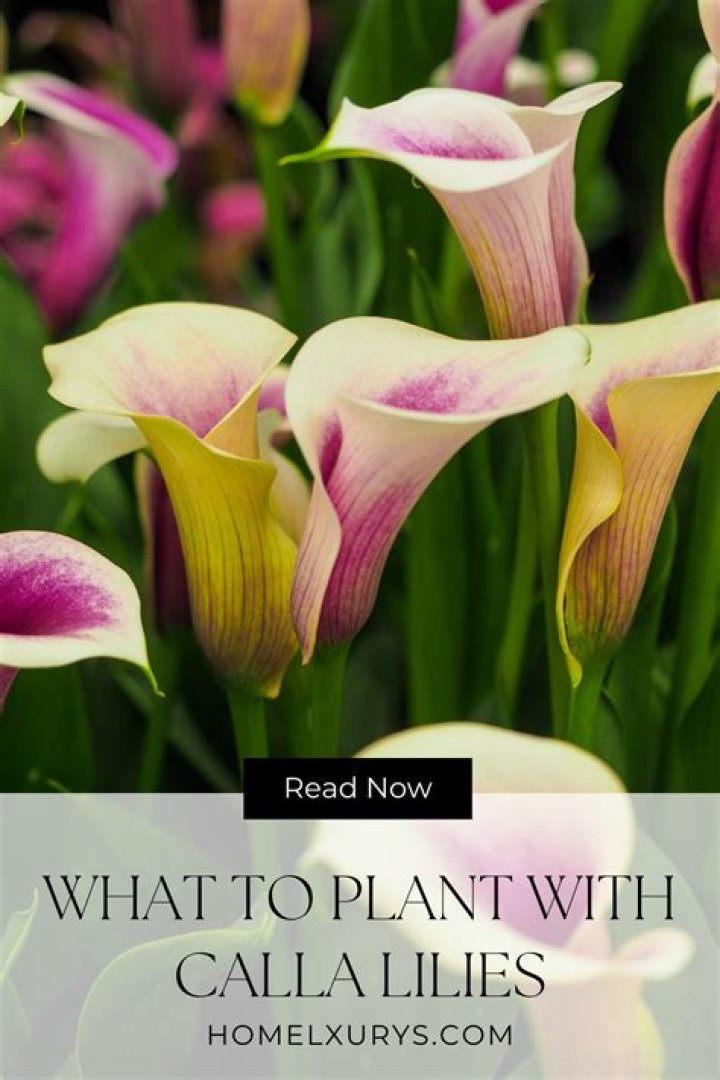 What do pink calla lilies mean