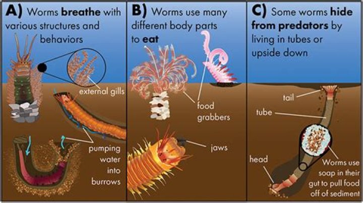 What do red worms need to survive