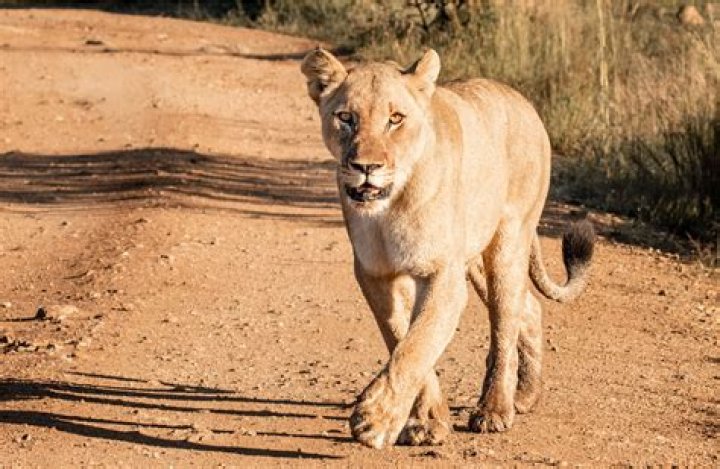 What do stone lions represent