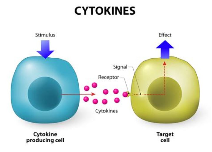 What do the cytokines do?