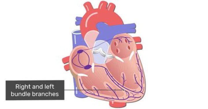 What do the right and left bundle branches do