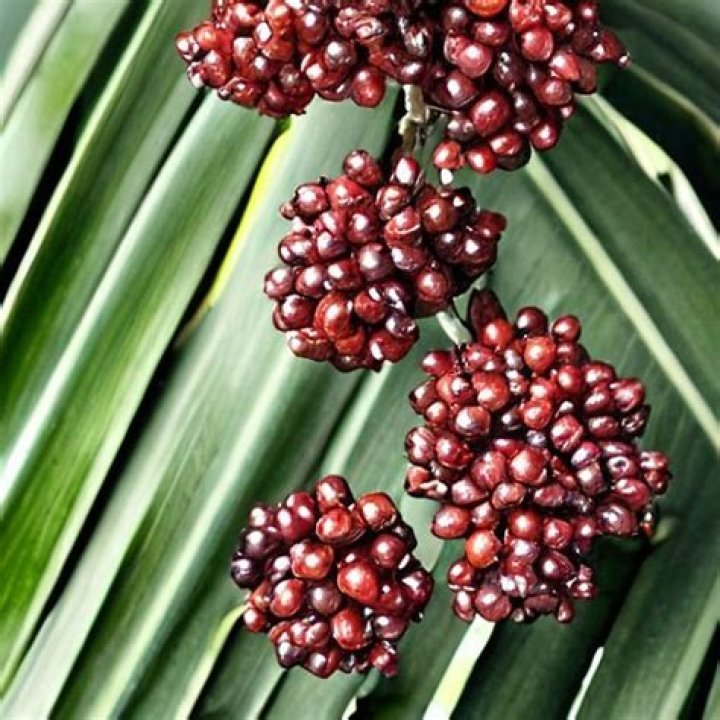 What do they do with palmetto berries