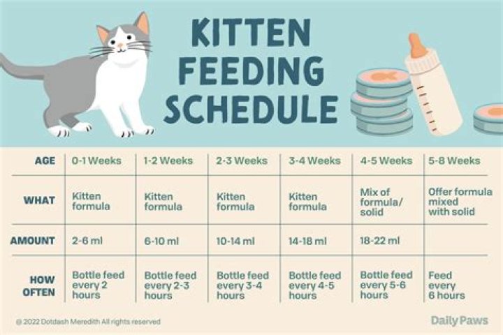 What do you feed a 3 week old kitten?