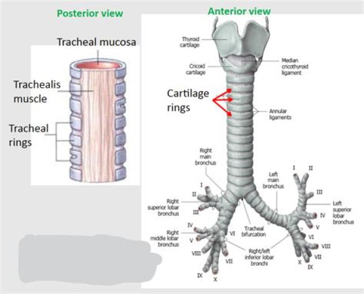 What do you mean by tracheal system