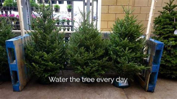 What do you put in the water for a live Christmas tree