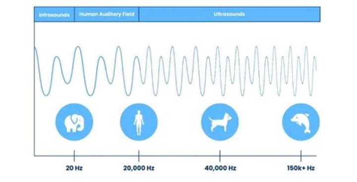 What does 40 hertz sound like