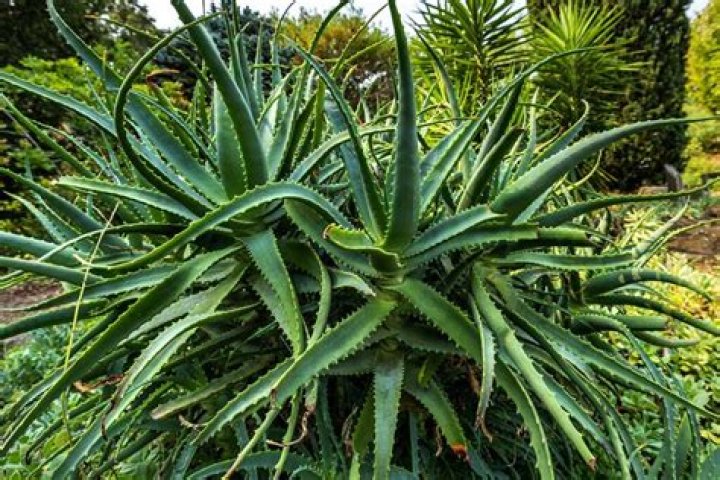What does a aloe vera plant symbolize